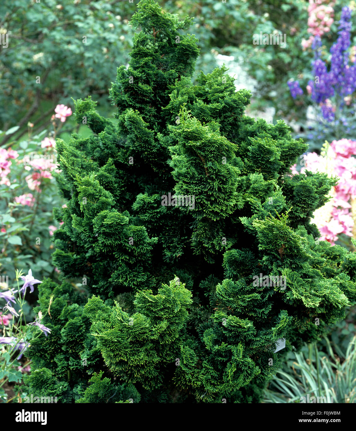 Hinoki Falsche Zypresse Stockfotos & Hinoki Falsche Zypresse Bilder - Alamy