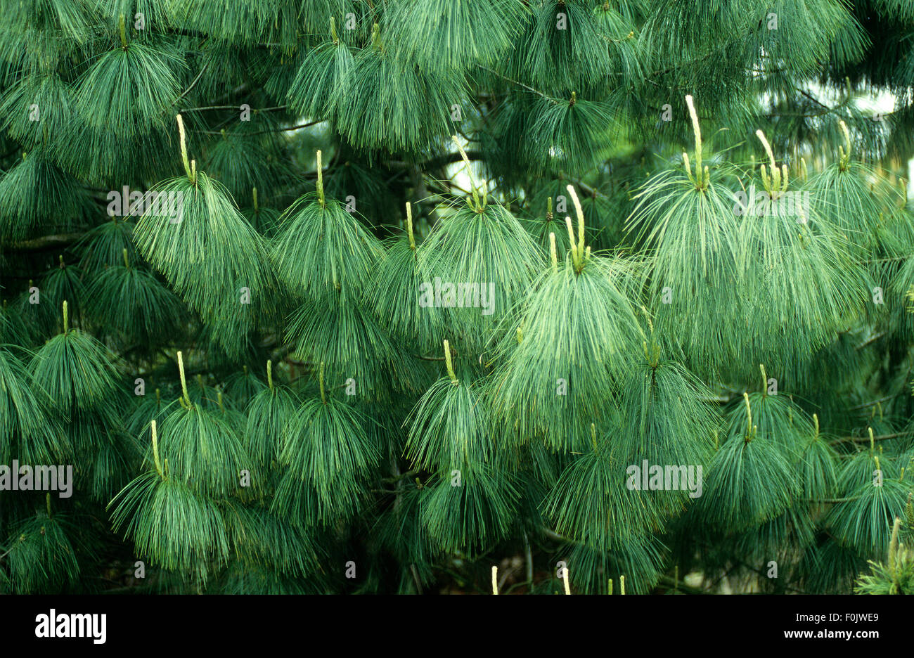 Traenen-Kiefer, Kiefer, Pinus wallichiana Stockfoto