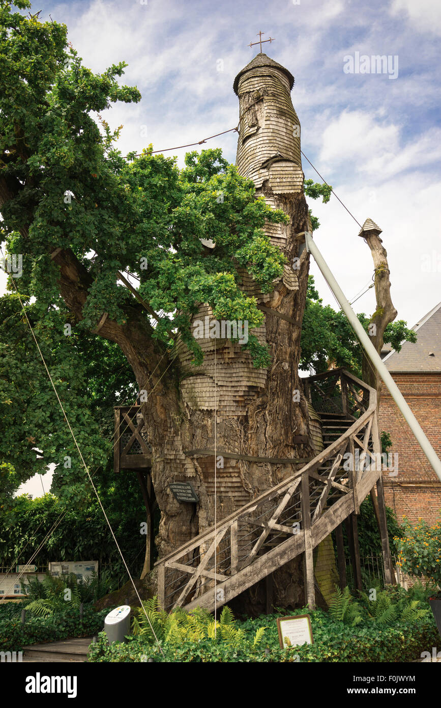 Frankreichs älteste stehenden Baum. Stockfoto