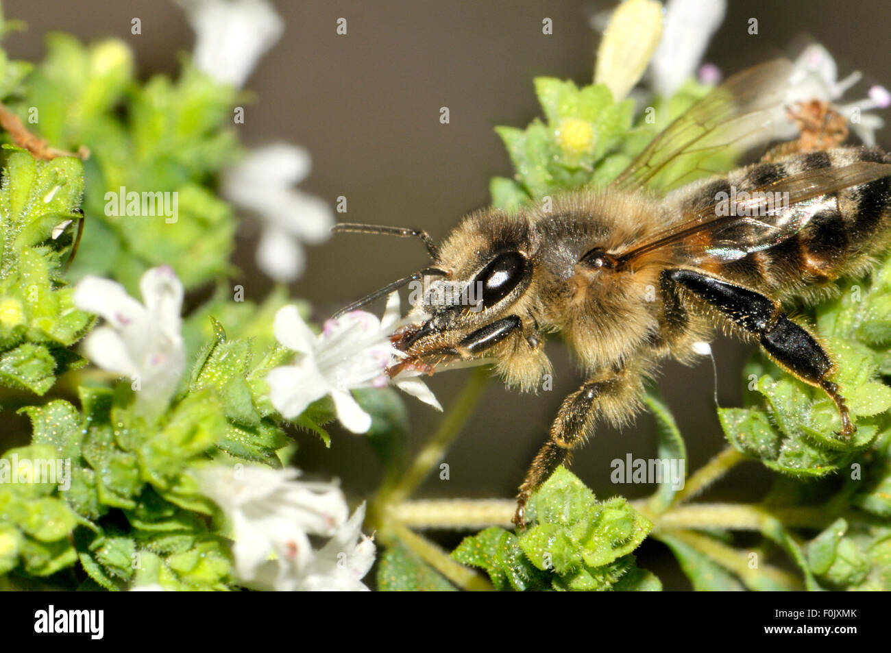 Gemeinsamen Honigbiene (Apis Melifera) Fütterung auf die Blüten von Oregano. Kent, England, August Stockfoto