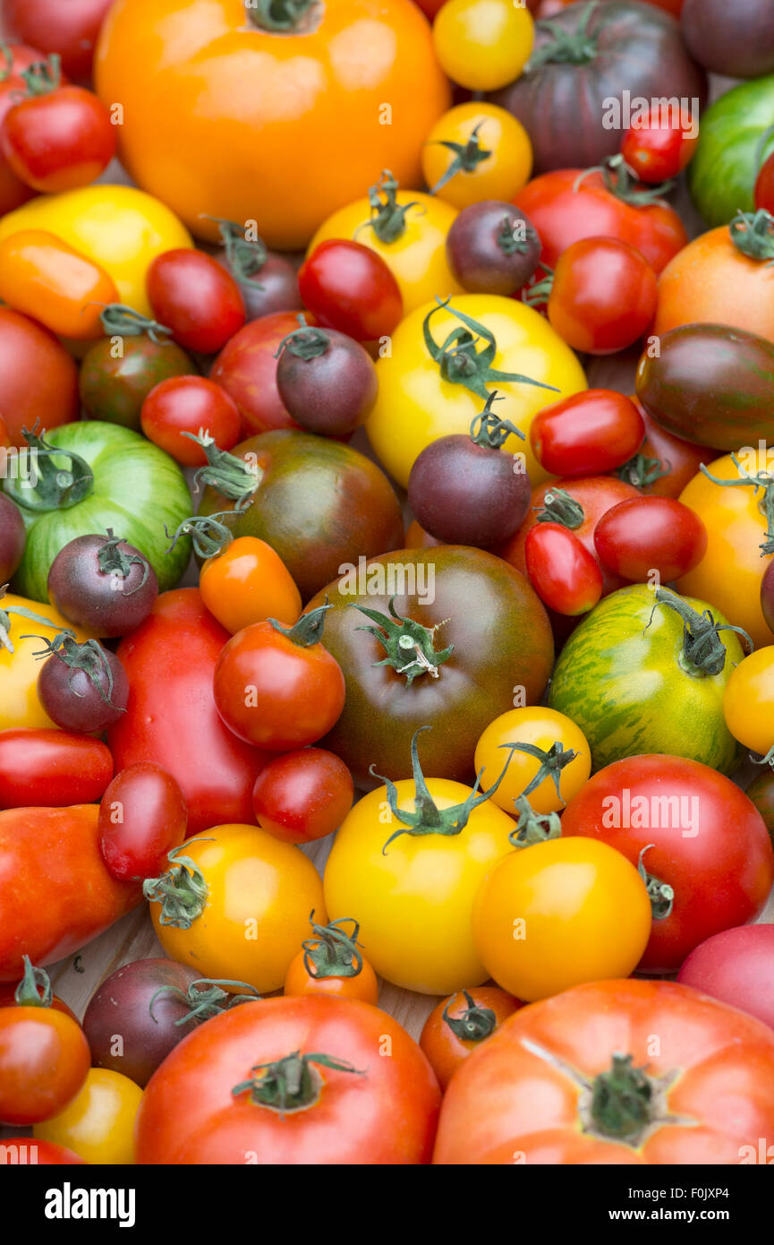 Solanum Lycopersicum. Erbstück Tomatensorten Stockfoto