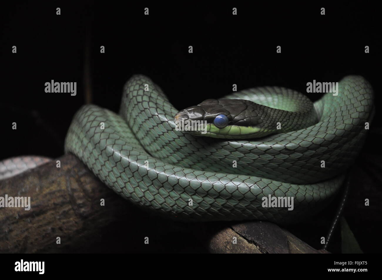Giftige Schlangenaugen Stockfotos Und Bilder Kaufen Alamy