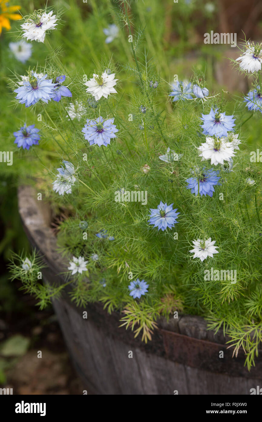 Nigella Damascena. Liebe in einem Nebel Blumen im Holzfass als ein Blumentopf Stockfoto
