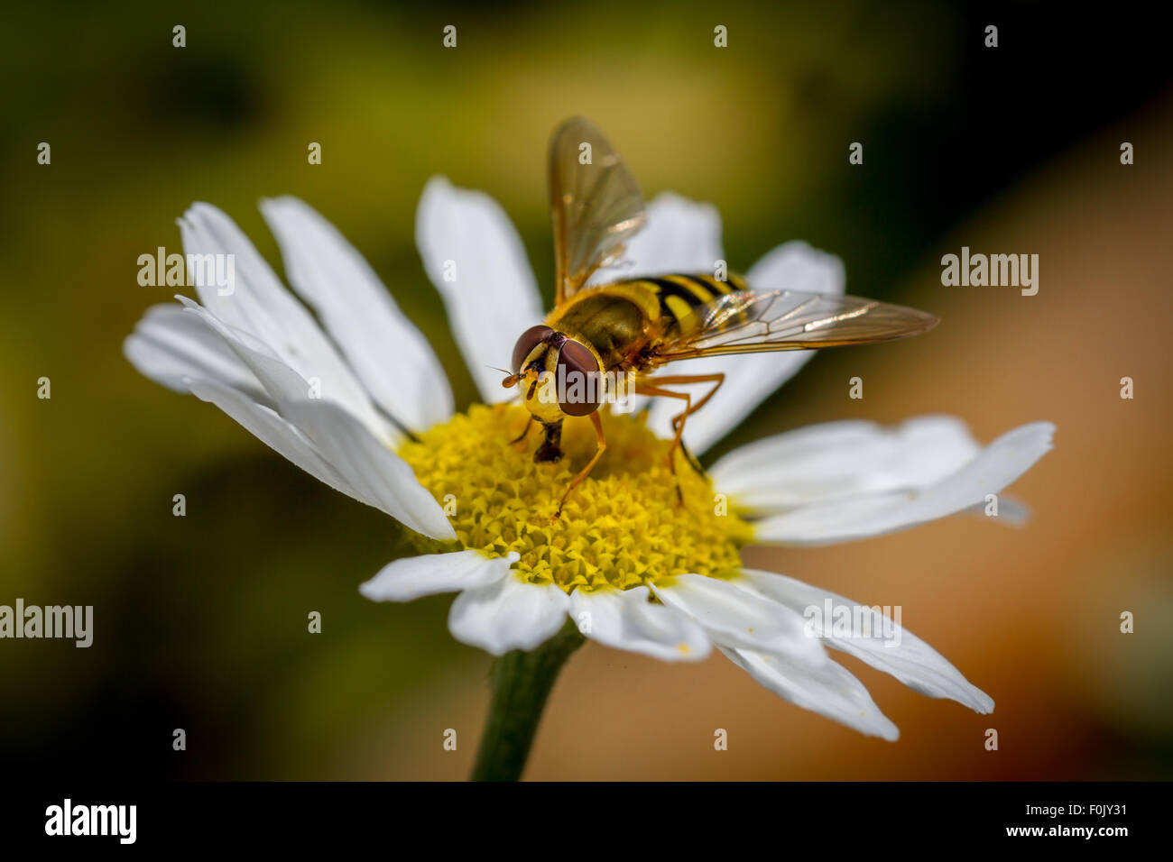 Hoverfly trinkt Nektar aus einer wilden Blume, Mais Kamille Stockfoto