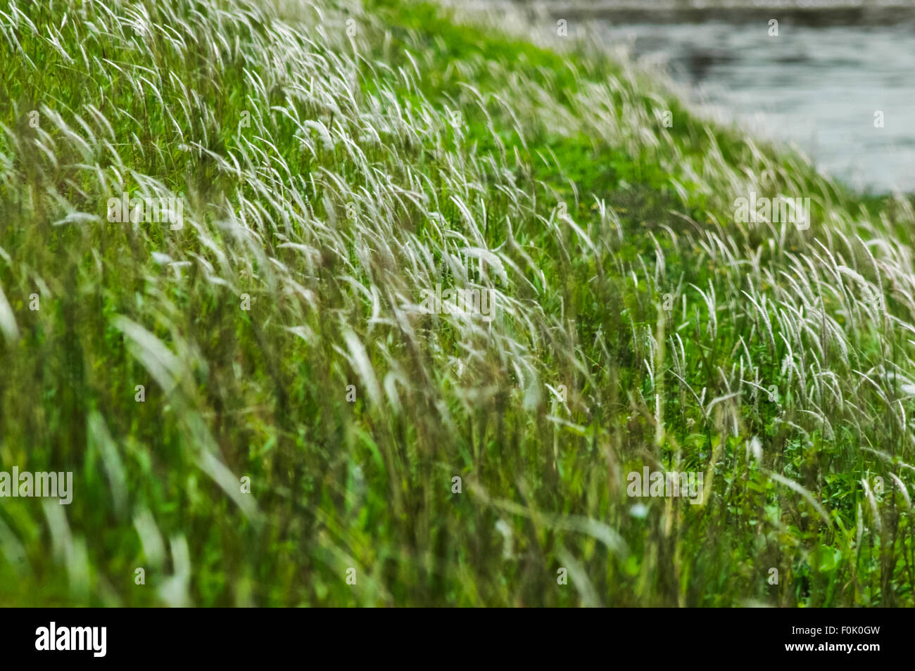 Grünland an einem Teich außerhalb der Umfangszone des internationalen Flughafens Soekarno-Hatta Jakarta in Tangerang, Banten, Indonesien. Stockfoto