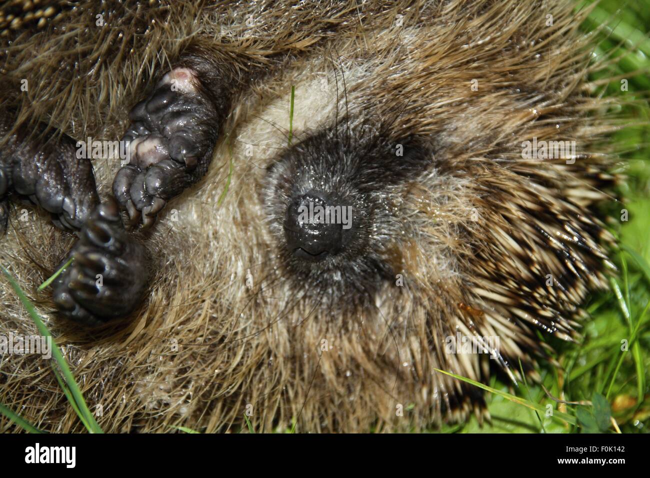 Schlafender igel Fotos und Bildmaterial in hoher Auflösung Alamy
