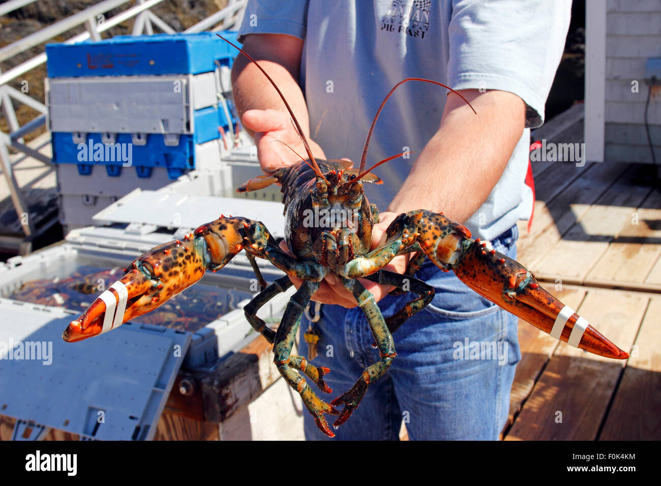 Hummer-Fischer hält seinen Fang am Hafen Vinalhaven Insel Maine New England USA Stockfoto