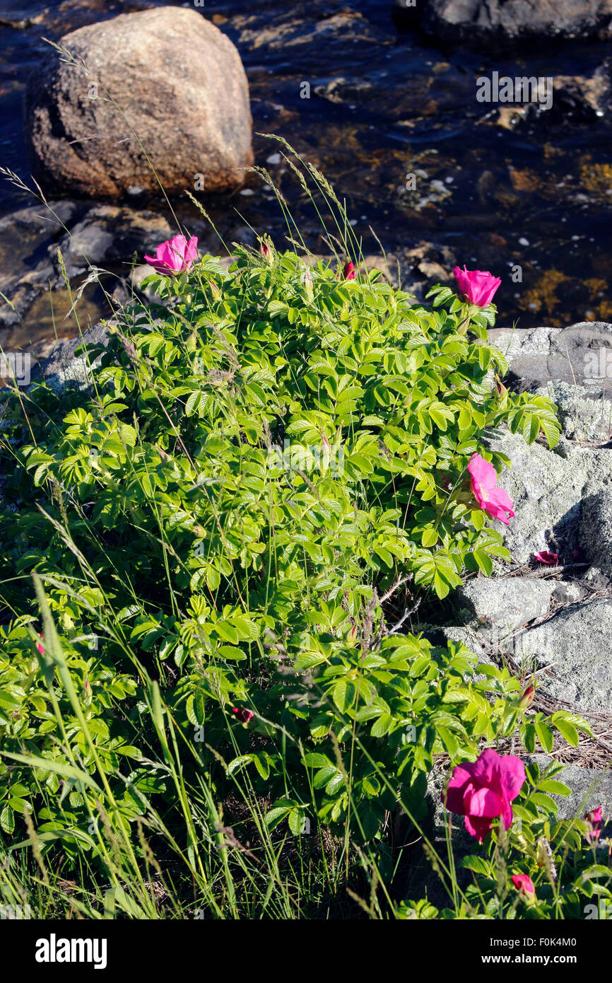 Meer Rosen (Rosa Ragusa) Vinalhaven Insel Maine New England USA Stockfoto