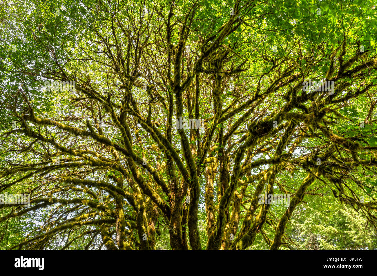 Ein sonnendurchflutetes unten Ahornbaum moosbedeckten epiphytisch in der Nähe von Lake Crescent in Olympic Nationalpark, Washington Stockfoto