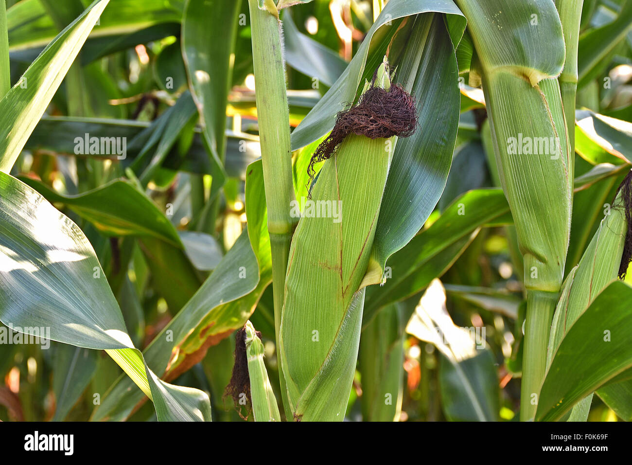 Maiskolben auf Maispflanze auf einem ländlichen Gebiet gesprenkelt mit Sonnenlicht wachsen. Stockfoto