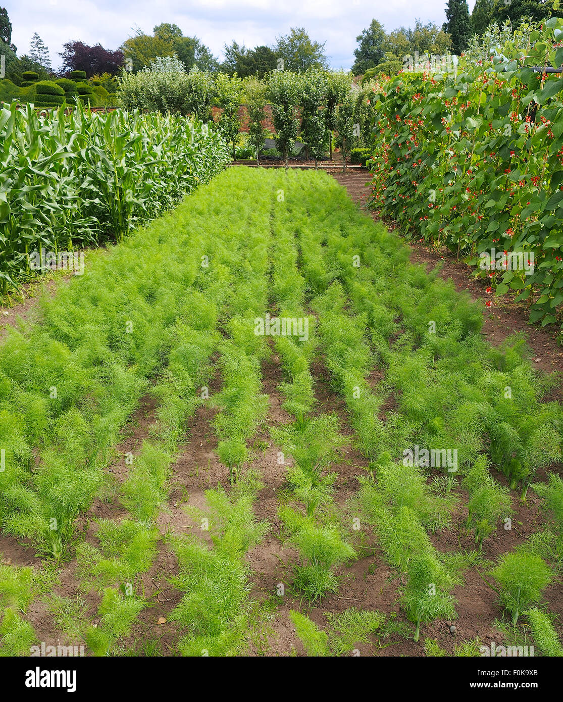 Reihen von Karotten wachsen neben Runner Bean "Tenderstar" mit ihren weißen und orangefarbenen Blüten, fotografiert im August. Stockfoto