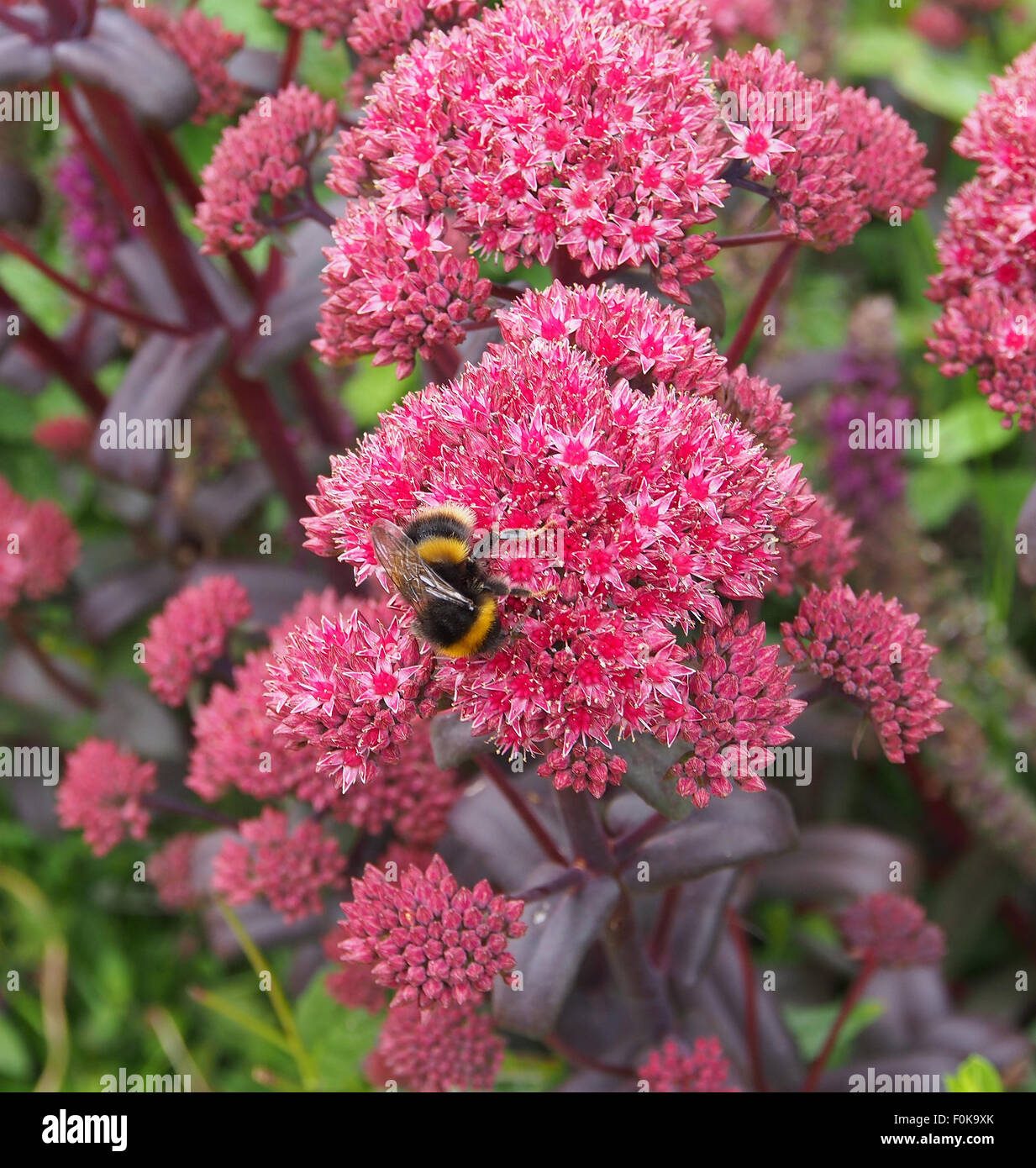 Biene auf Sedum Kopf im Hausgarten in Lancashire Stockfoto
