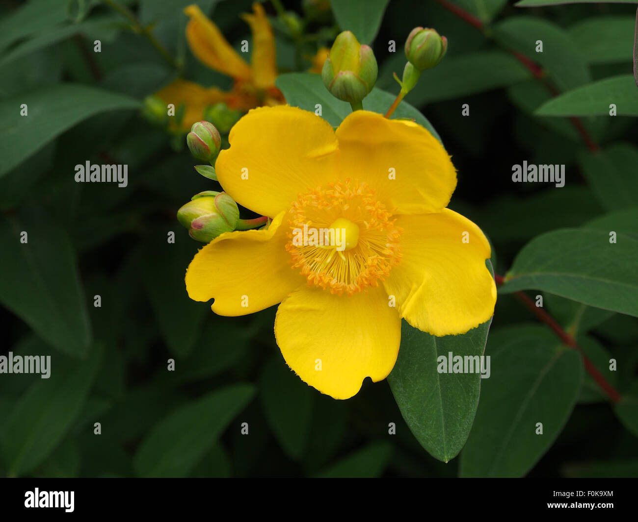 Blütenknospen und Blätter der St. Johns Wort Busch, (Hypericum) eine Pflanze mit medizinischen Eigenschaften, in der alternativen Medizin verwendet Stockfoto