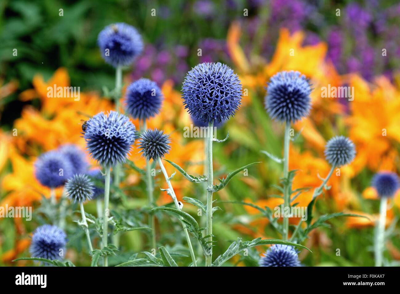 Nahaufnahme von Echinops im Garten Blumenbeet Stockfoto