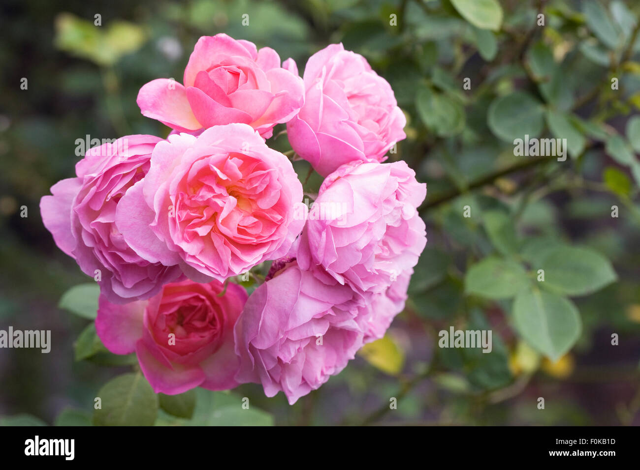 Rosa Blüten. Rosa Strauchrose in einem englischen Garten. Stockfoto