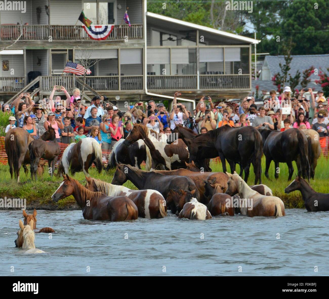 Wildponys an Land kommen während der 90. jährliche Pony Schwimmen von Assateague Insel an Ostküste Virginias 29. Juli 2015 in Chincoteague, Virginia. Stockfoto