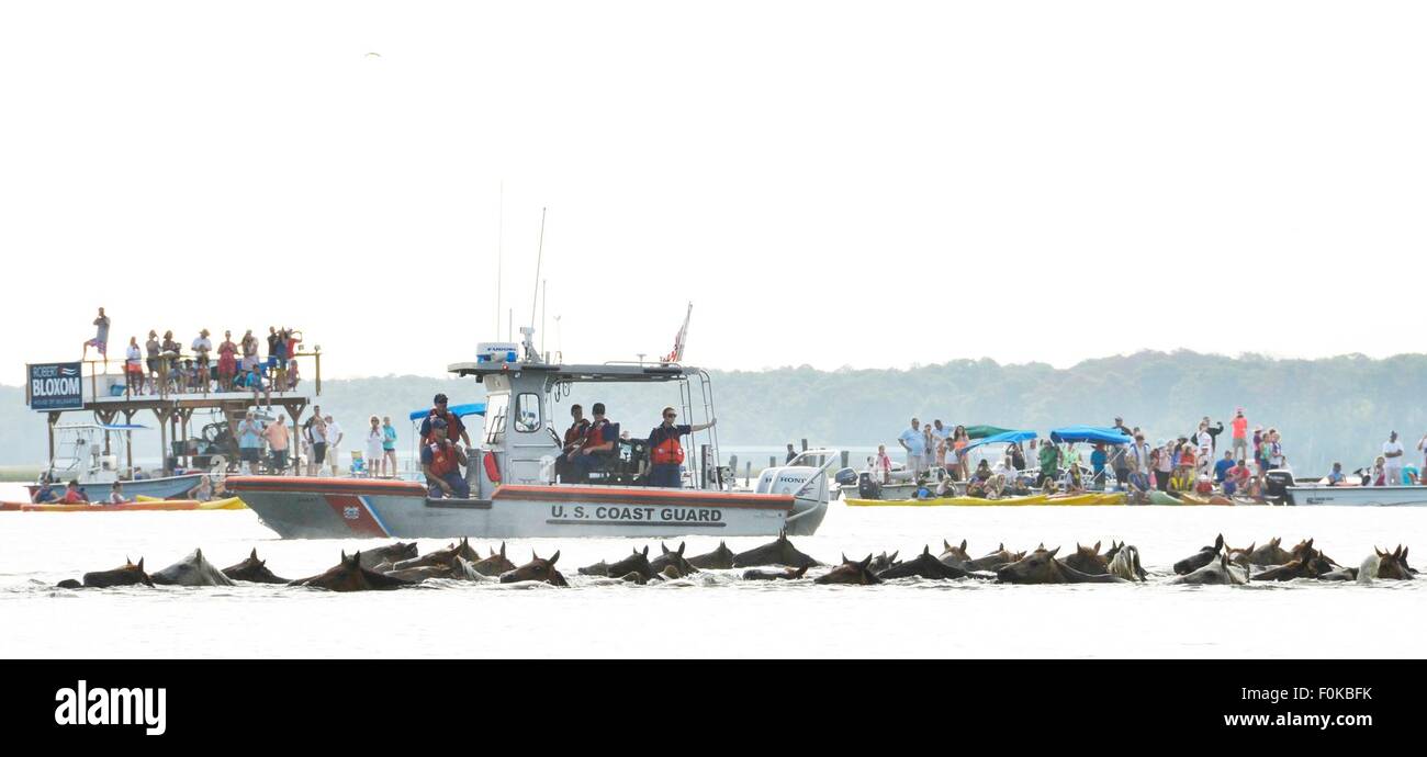 Wildpferde schwimmen über den Kanal während der 90. jährliche Pony Schwimmen von Assateague Island an der Ostküste Virginias 29. Juli 2015 in Chincoteague, Virginia. Stockfoto