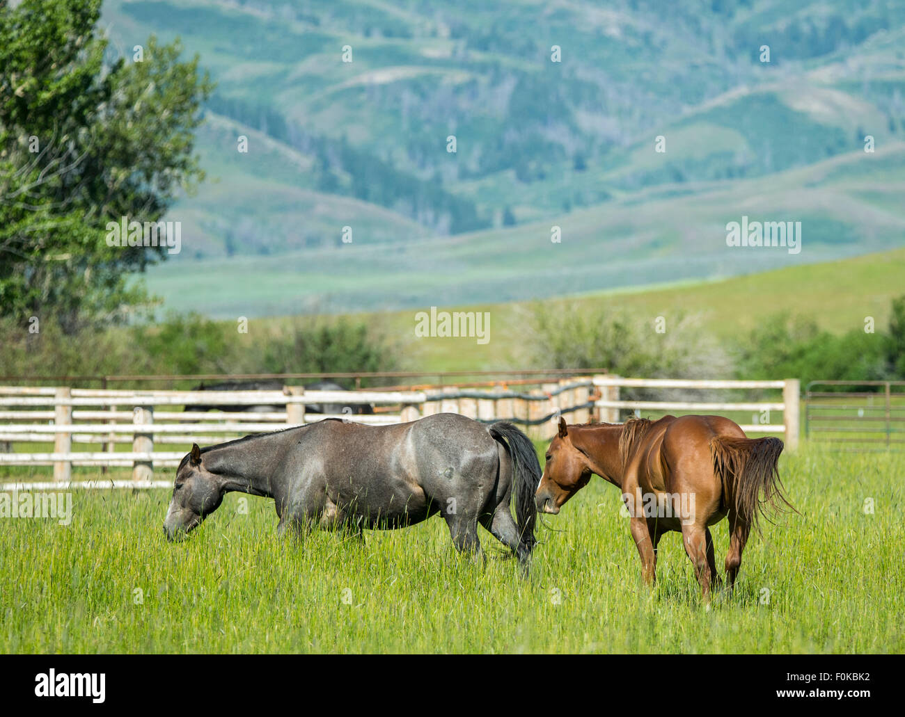Hot Spring Ranch, Red Barn und Pferde grasen in der Nähe von Soldaten Bergen Camas Prairie-Fairfield Bereich, Idaho, USA Stockfoto