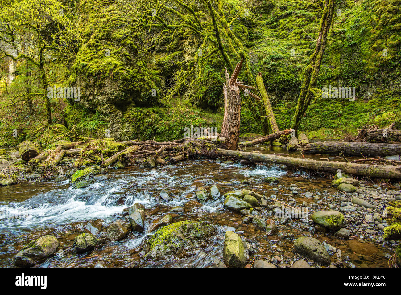 Moosigen Oregon Creek. Columbia River Gorge moosigen landschaftlich Stockfoto