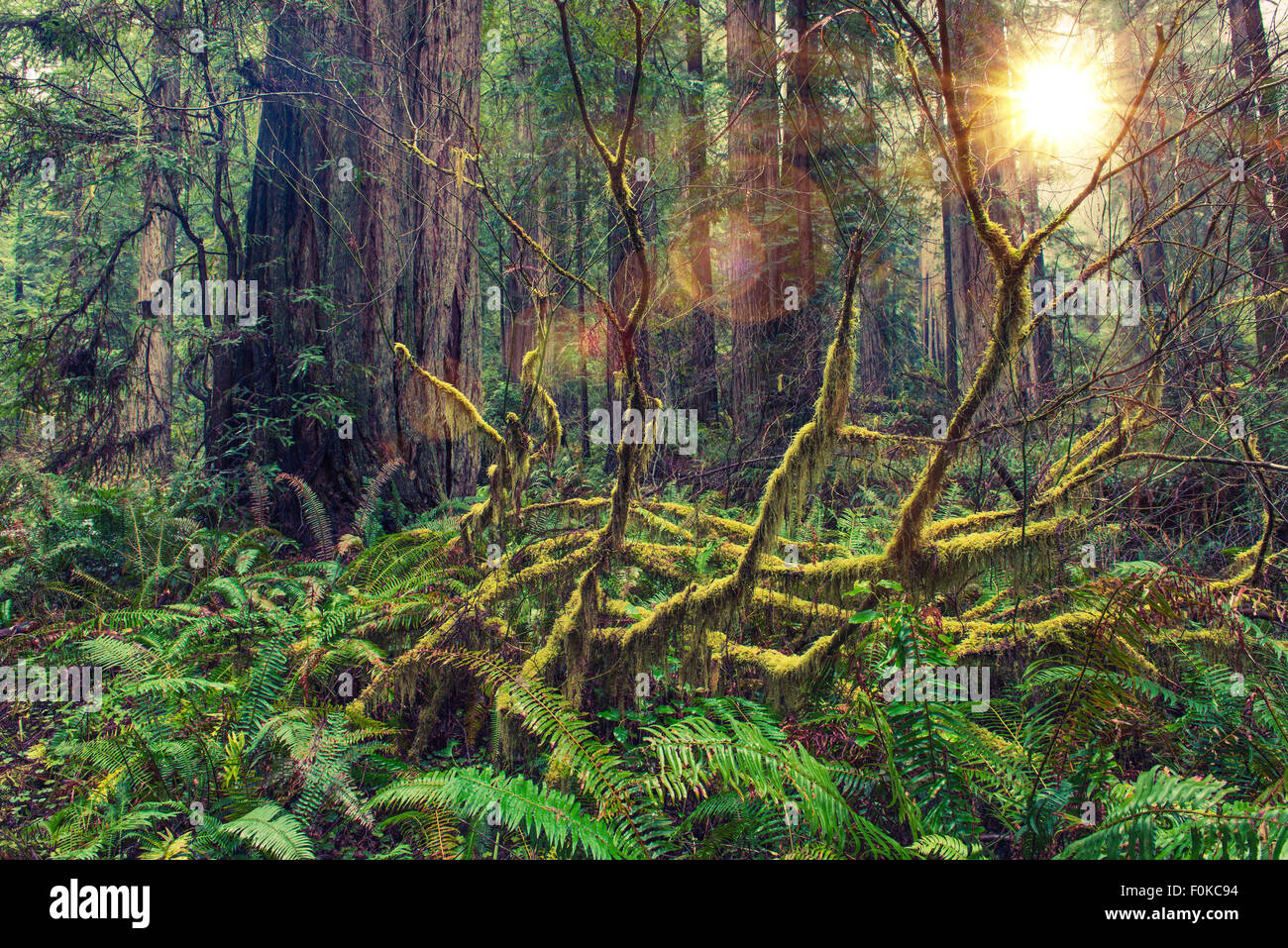 Redwood malerischen Regenwald des amerikanischen Nordwestens. Moosigen Waldlandschaft. Nord-Kalifornien, USA Stockfoto