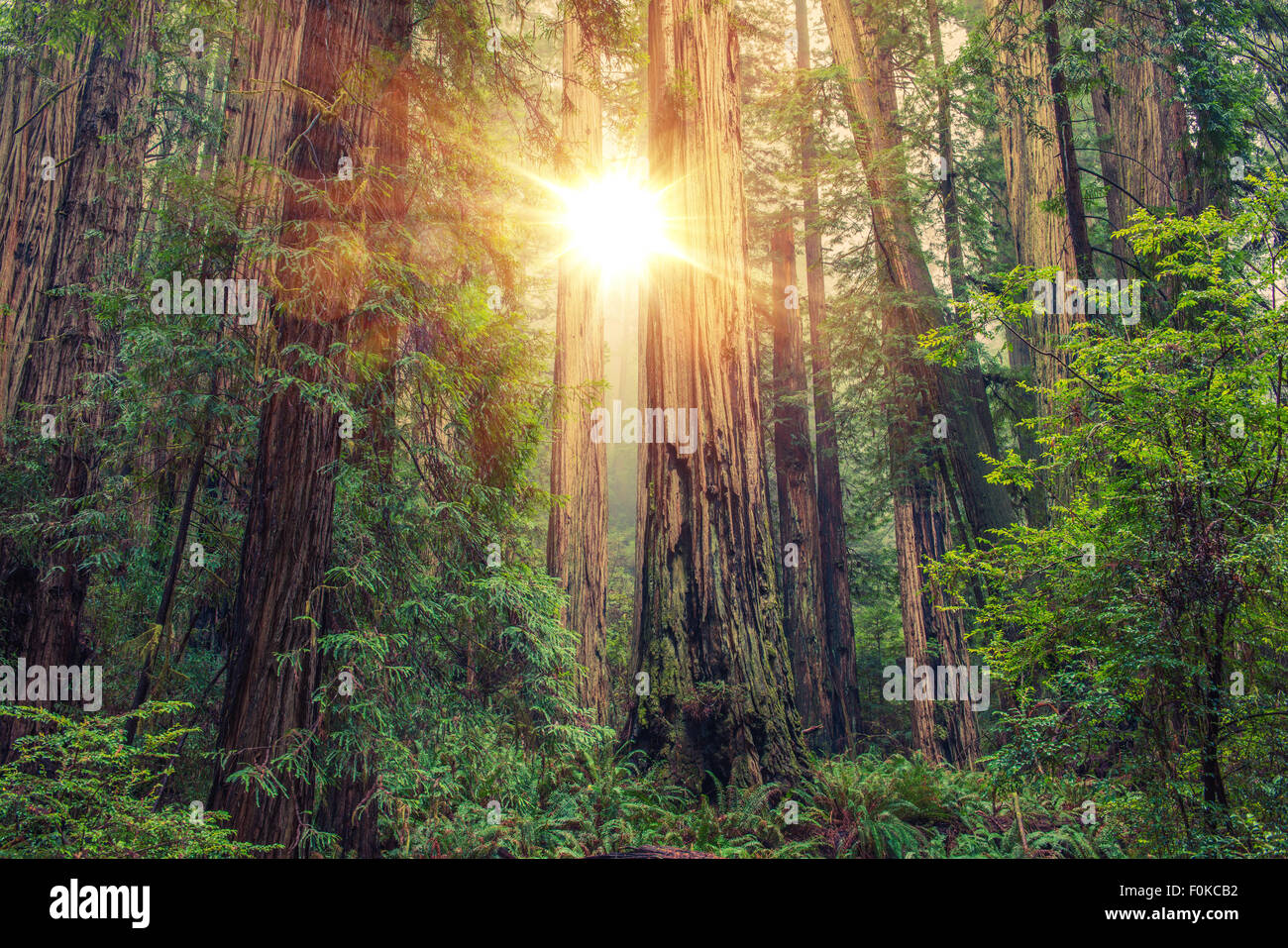 Sonnigen Redwood-Wald in Nord-Kalifornien, Vereinigte Staaten von Amerika. Forstwirtschaft-Thema. Stockfoto