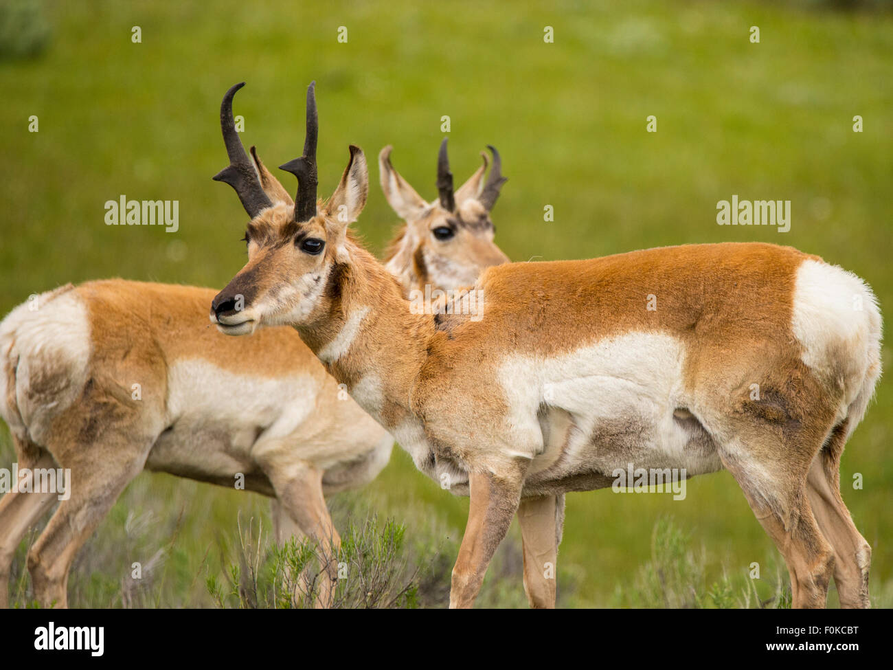 Tierwelt, Nahaufnahme von Pronghorn Antilope, Camas Prairie-Fairfield, Idaho, USA Stockfoto