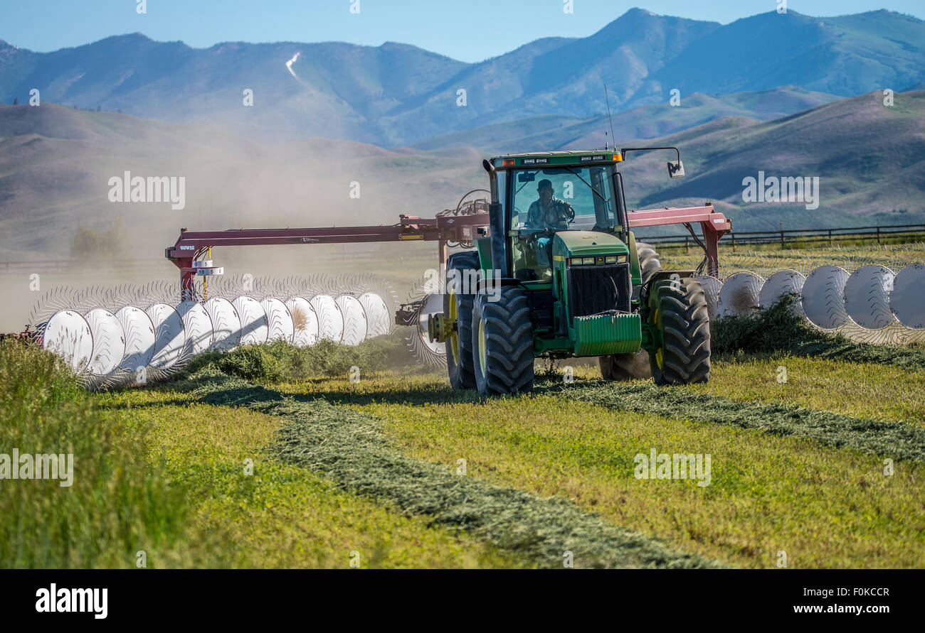 Landwirtschaft, Landwirtschaft, Farmer fahren ein Heu Harken während der Ernte. Camas Prairie-Fairfield Idaho, USA Stockfoto