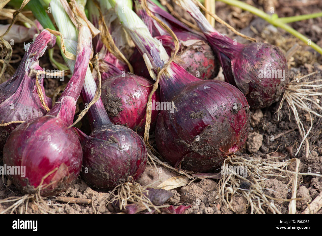 Frisch geerntete Red Onions aus einer Zuteilung Dryinf in der Sonne, England, UK Stockfoto