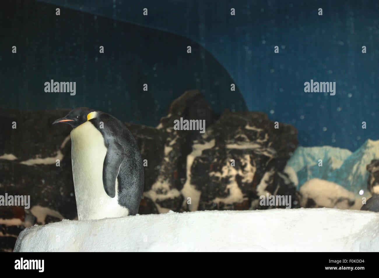 Einsame single Pinguin auf der Klippe Stockfoto