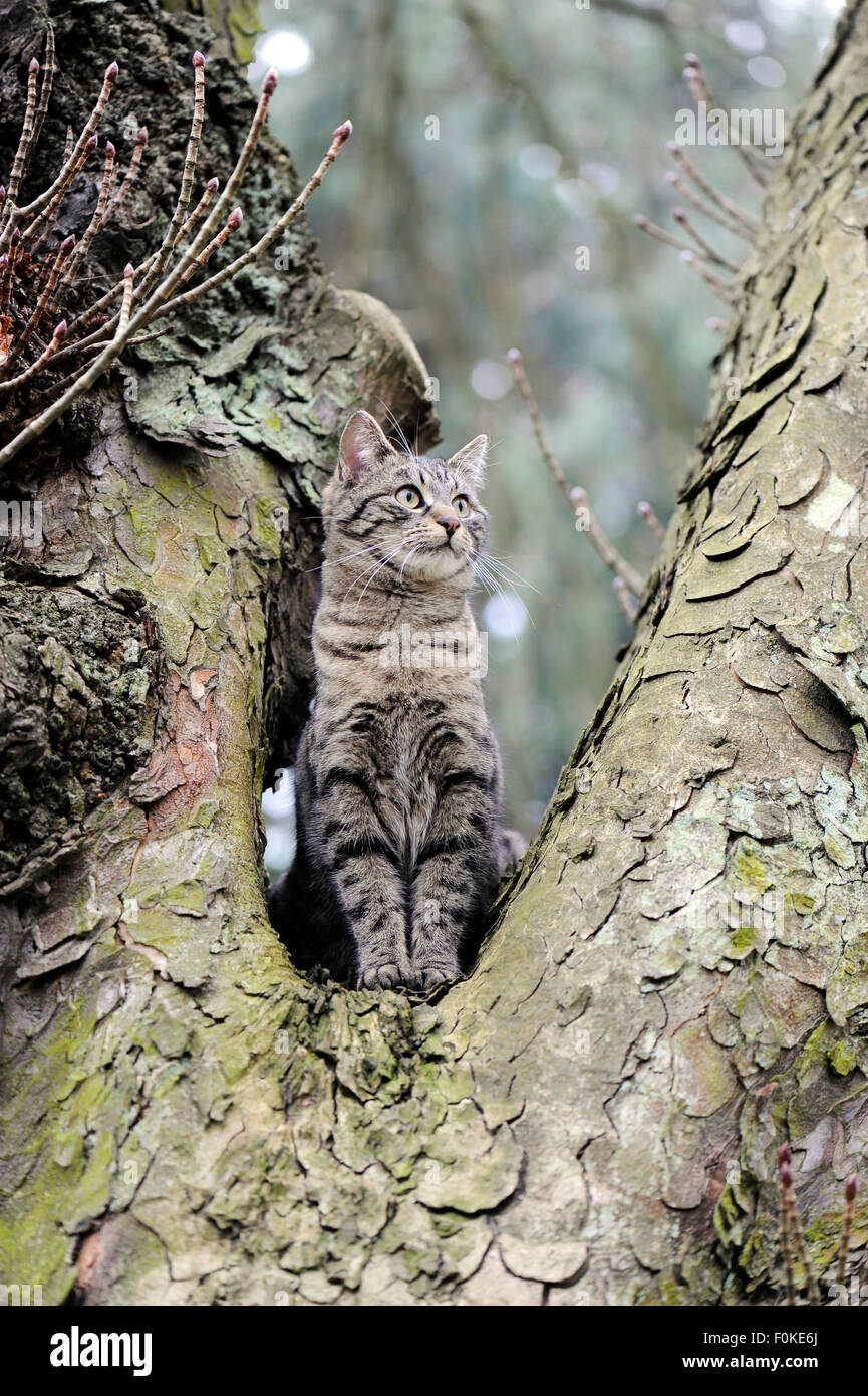 Junge Katze in einem Kastanienbaum zu sitzen und auf der Suche Stockfoto
