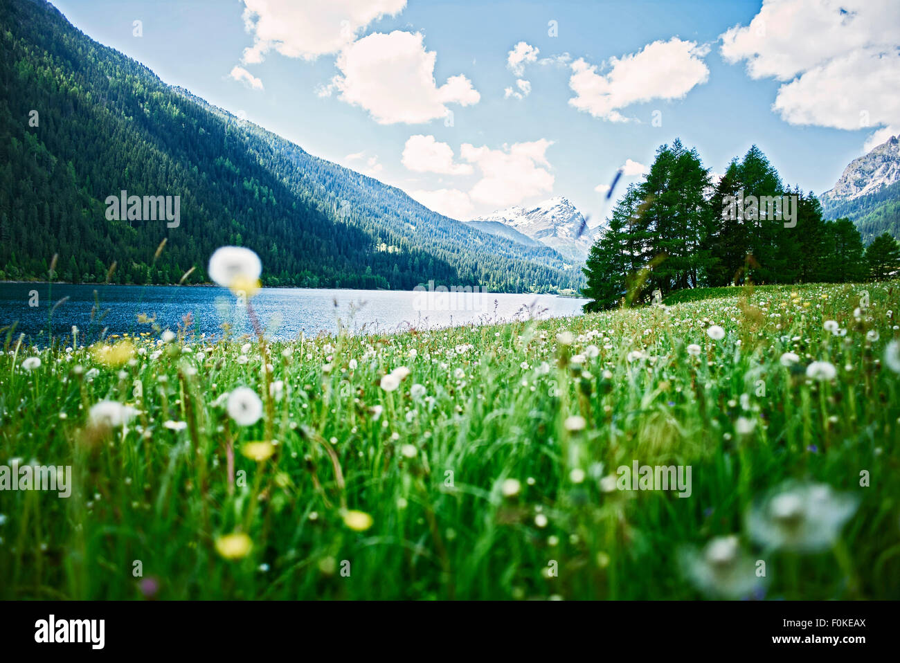Schweiz, Graubünden, Sufers, Alpen, Blumenwiese am See Stockfotografie -  Alamy