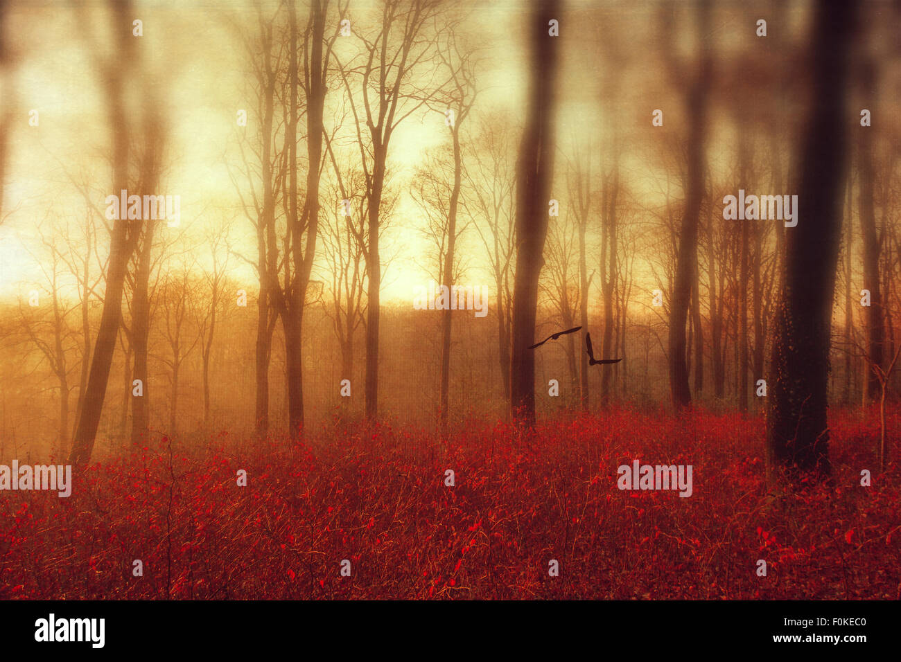 Autum Forest und fliegende Vögel, digital manipuliert Stockfoto