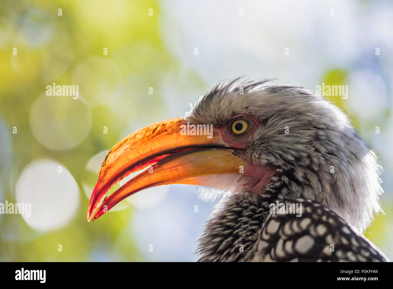 Südafrika North West Bojanala Platinum Porträt von gelb-billed Hornbill im Pilanesberg Game Reserve Stockfoto