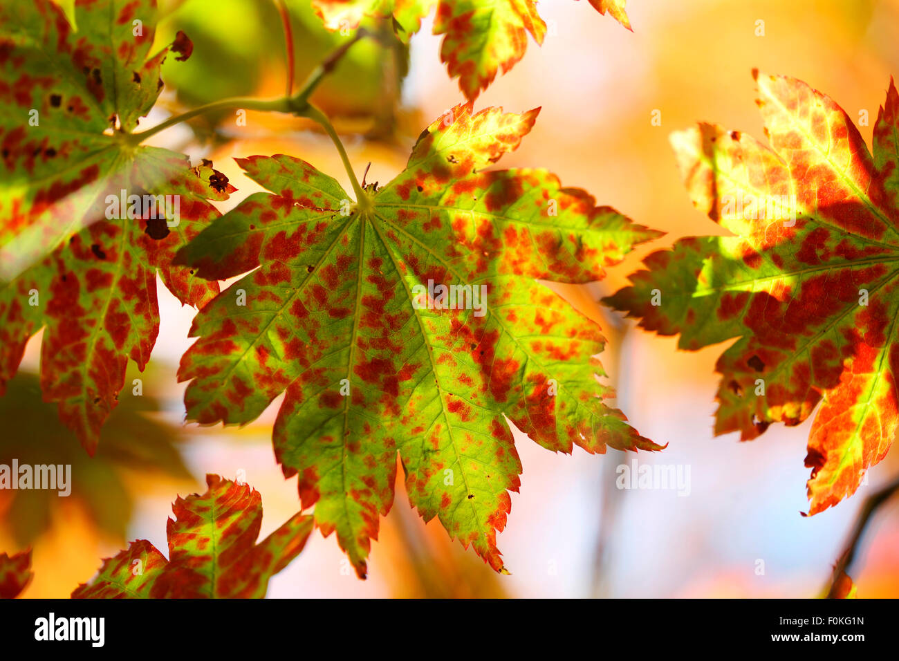 brillante Herbstfärbung wechselnder Ahorn Blätter Jane Ann Butler Fotografie JABP1340 Stockfoto