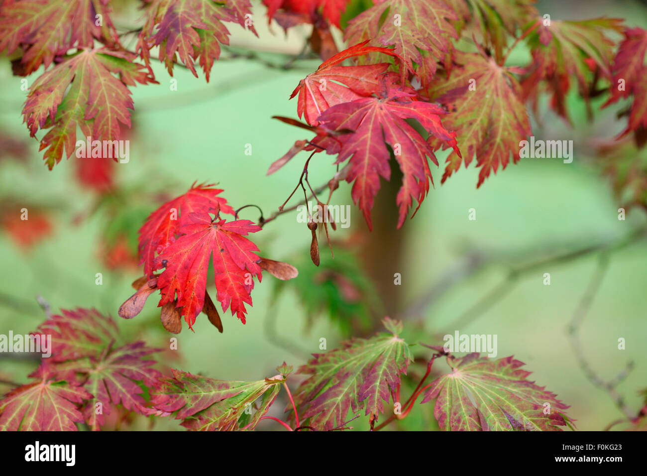 charakteristischen rot-Ahornblätter im Herbst Jane Ann Butler Fotografie JABP1325 Stockfoto