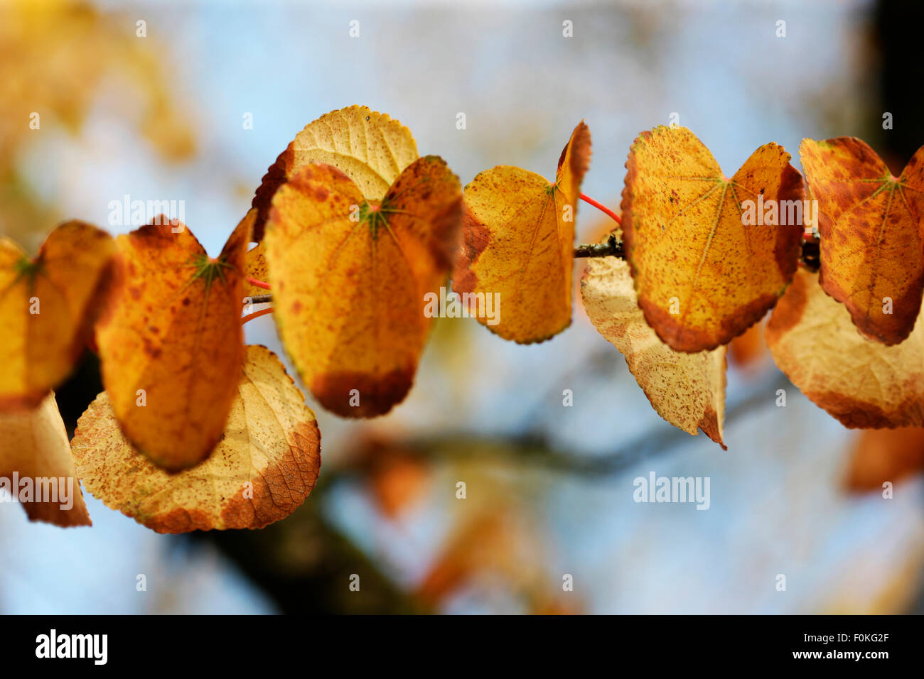 Cercidiphyllum Japonicum, Katsura-Baum im Herbst Jane Ann Butler Fotografie JABP1324 Stockfoto