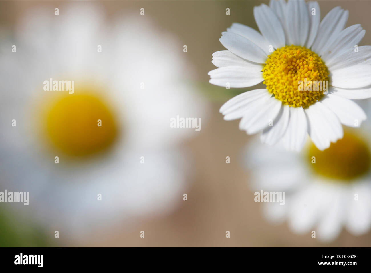 hübsche Ochse Auge Gänseblümchen, Sommer Wildblumen Jane Ann Butler Fotografie JABP1352 Stockfoto