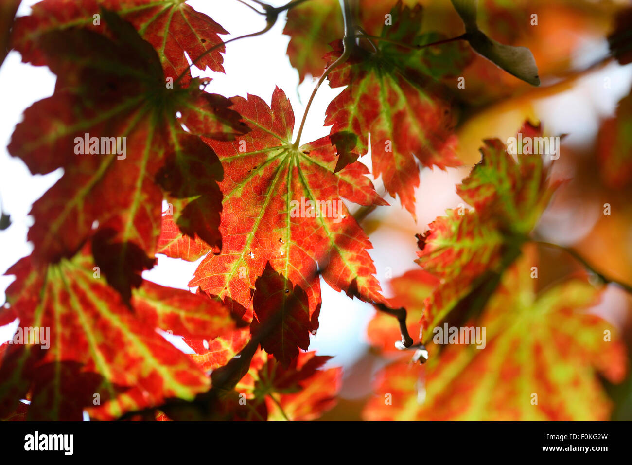 brillante Herbstfärbung wechselnder Ahorn Blätter Jane Ann Butler Fotografie JABP1337 Stockfoto