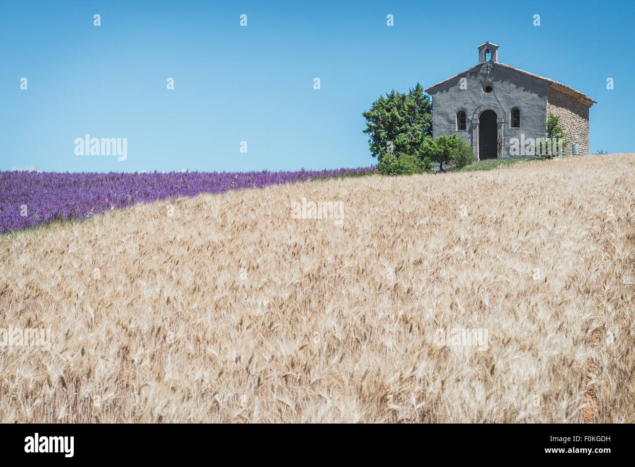 Frankreich, Alpes-de-Haute-Provence, Entrevennes, Kapelle Notre-Dame-de-la-Sante, Mais und Lavendel Feld Stockfoto