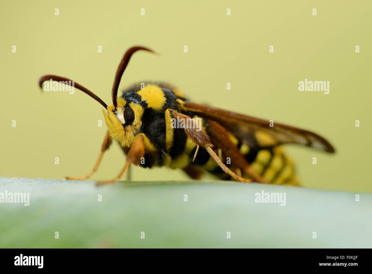 Hornet Moth auf einem Blatt Stockfoto