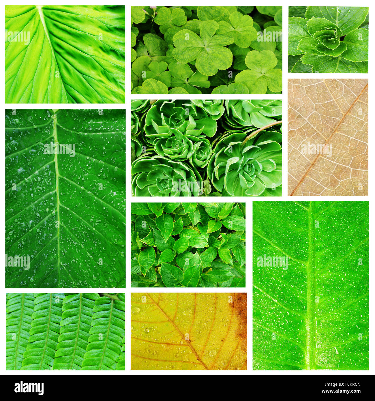 Collage aus schönen Solarspeicher Blätter Darstellung Natur Stockfoto