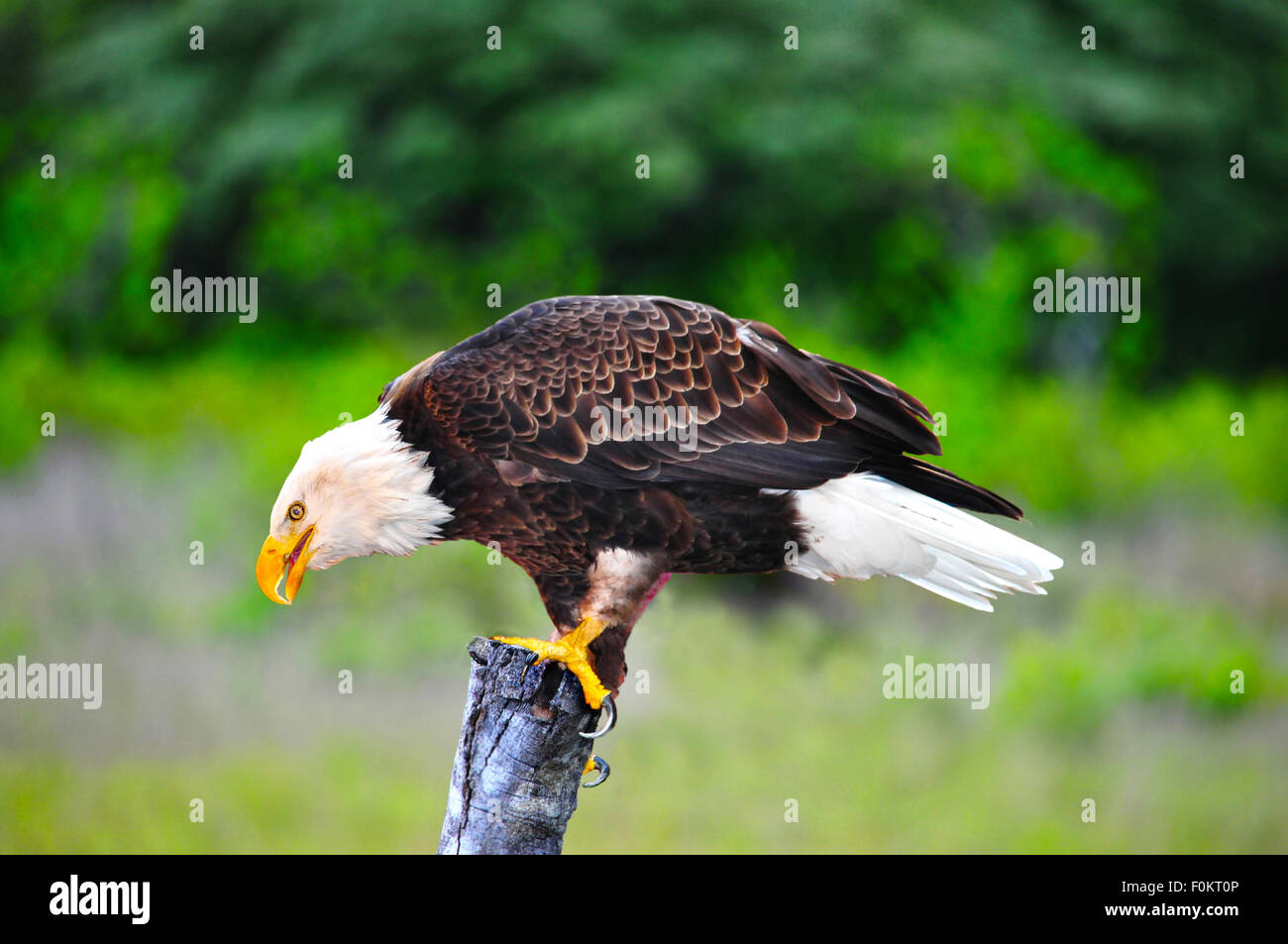 Wunderschöne Weißkopf-Seeadler (Haliaeetus Leucocephalus) auf einen Zaunpfahl Stockfoto
