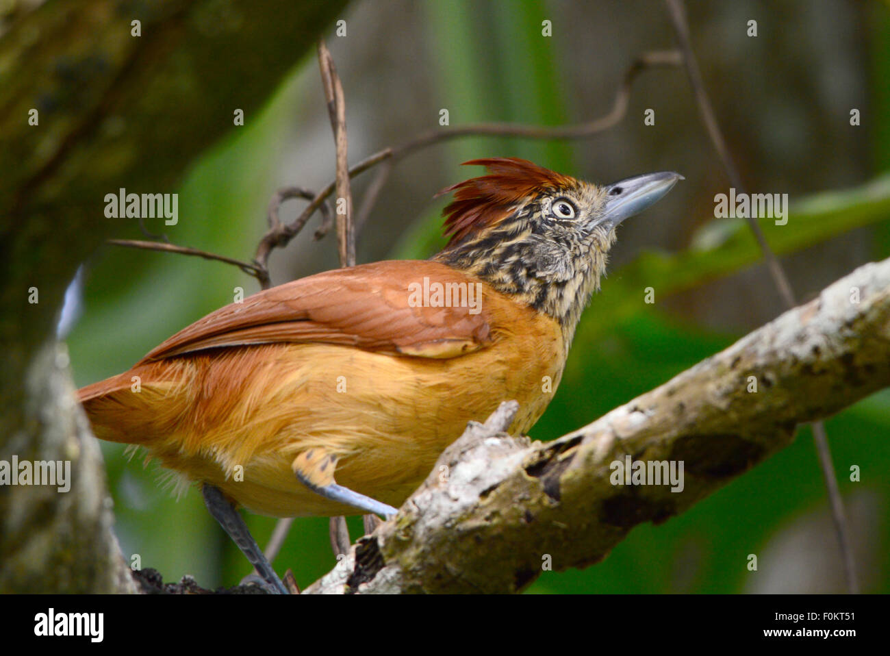 Weiblich für den verjährt Ameisenwürger Vogel immer bereit, zu einem höheren Ast springen Stockfoto