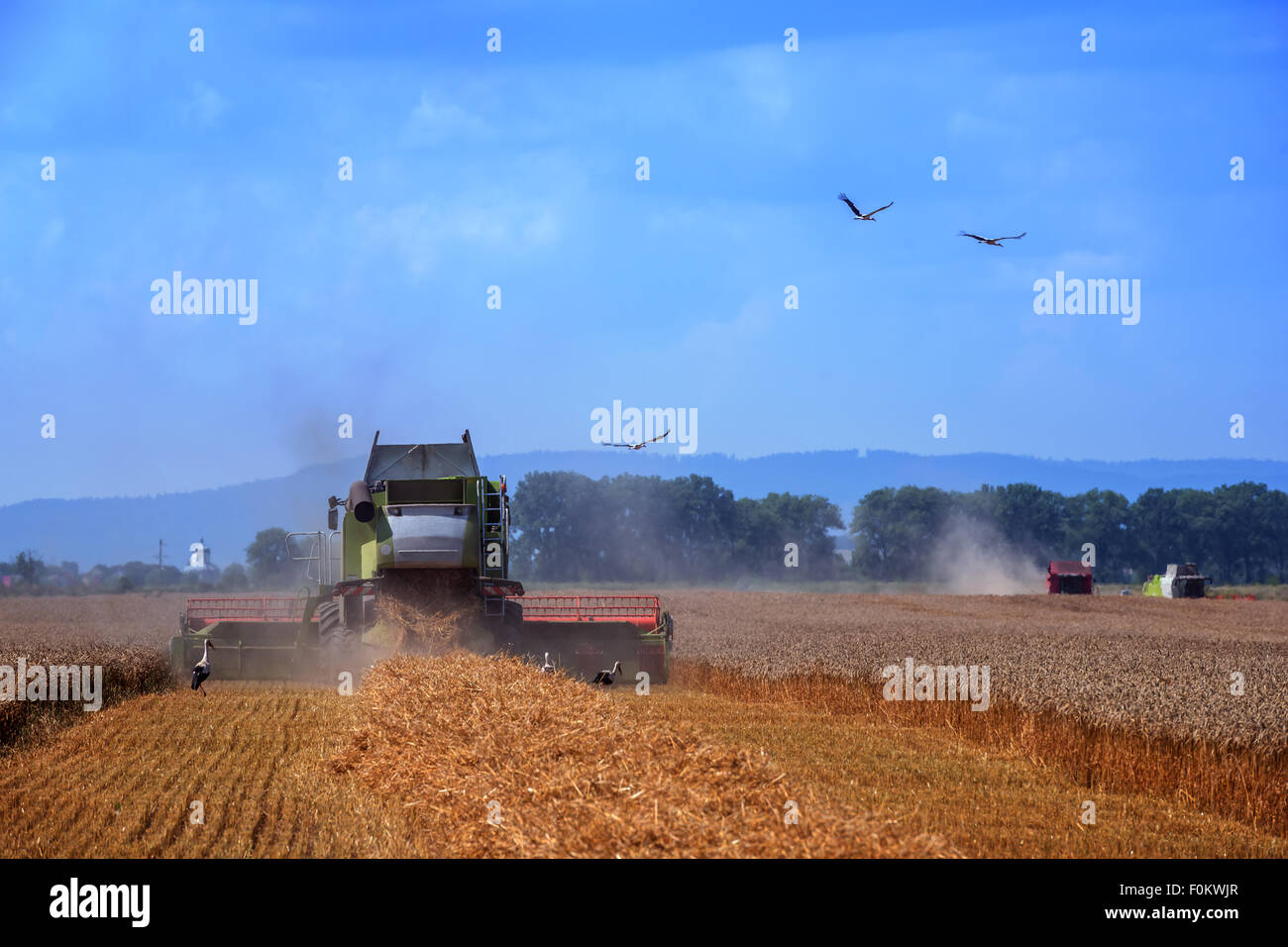 Erstaunliche Ländliches Motiv auf Herbst Feld mit Harvester und Vögel. Stockfoto