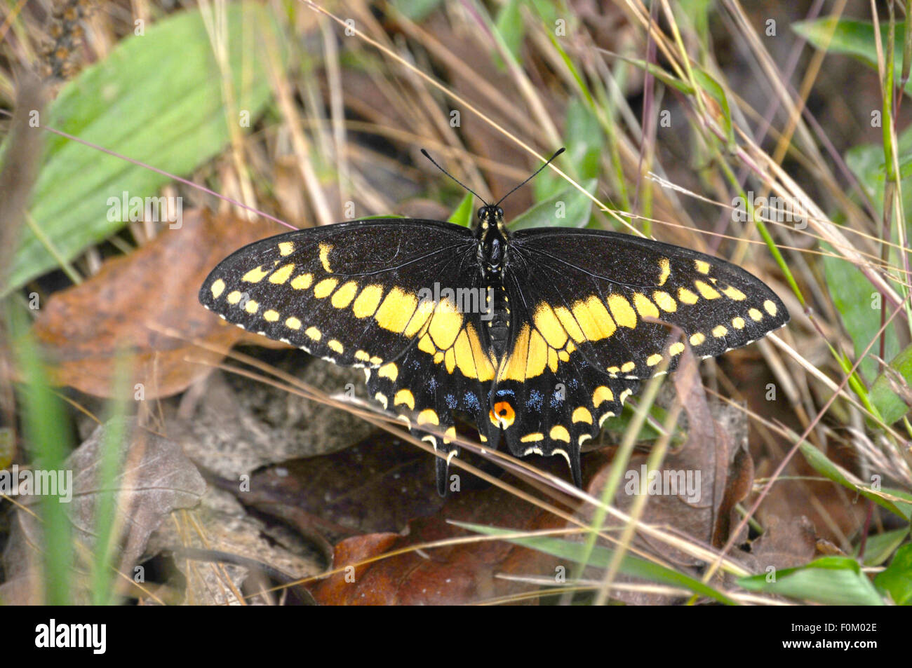 Riesige Swallow Tail Schmetterling auf dem Waldboden Stockfoto