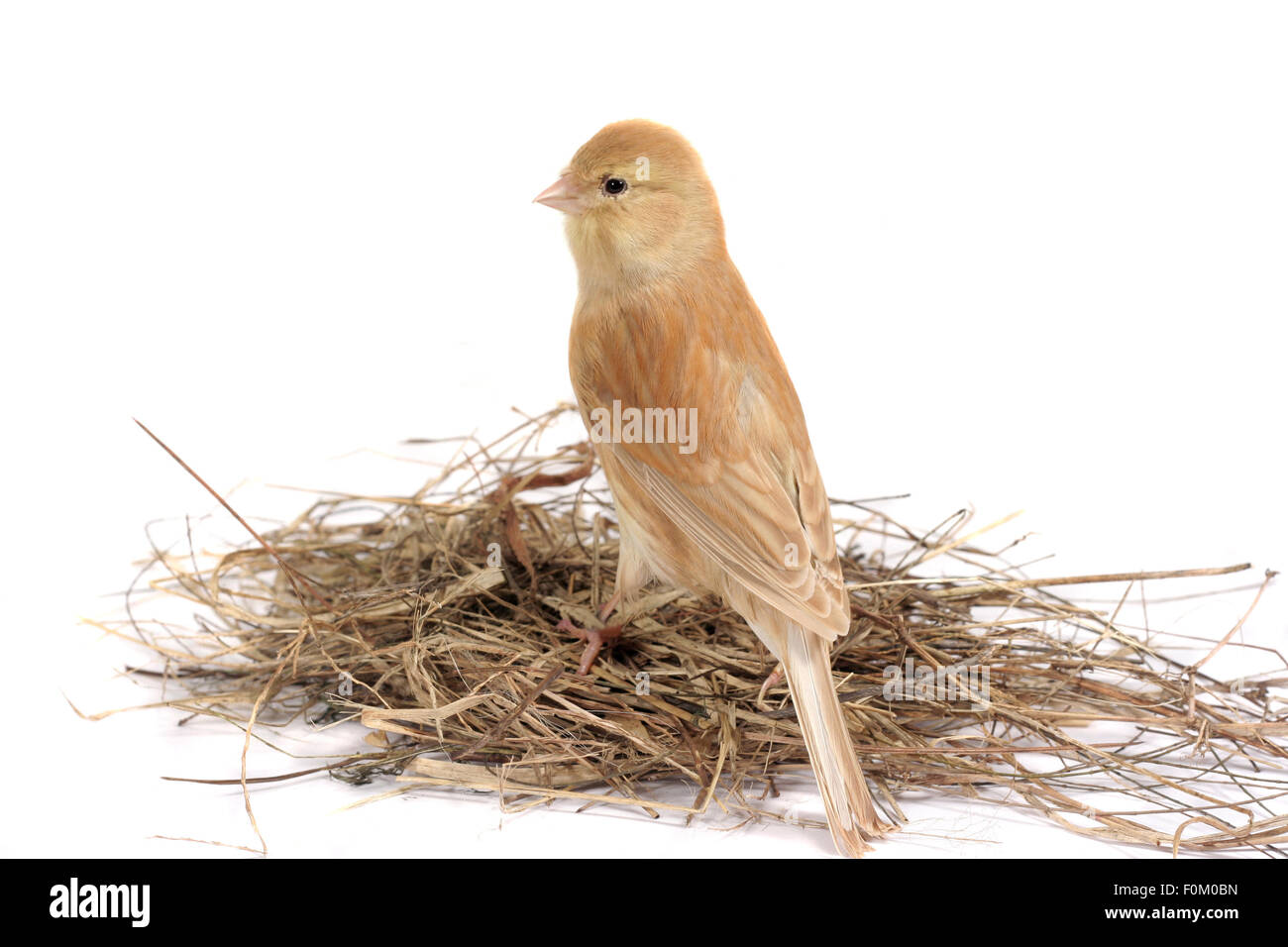Schönen kanarischen auf Nest isoliert auf weiss Stockfoto