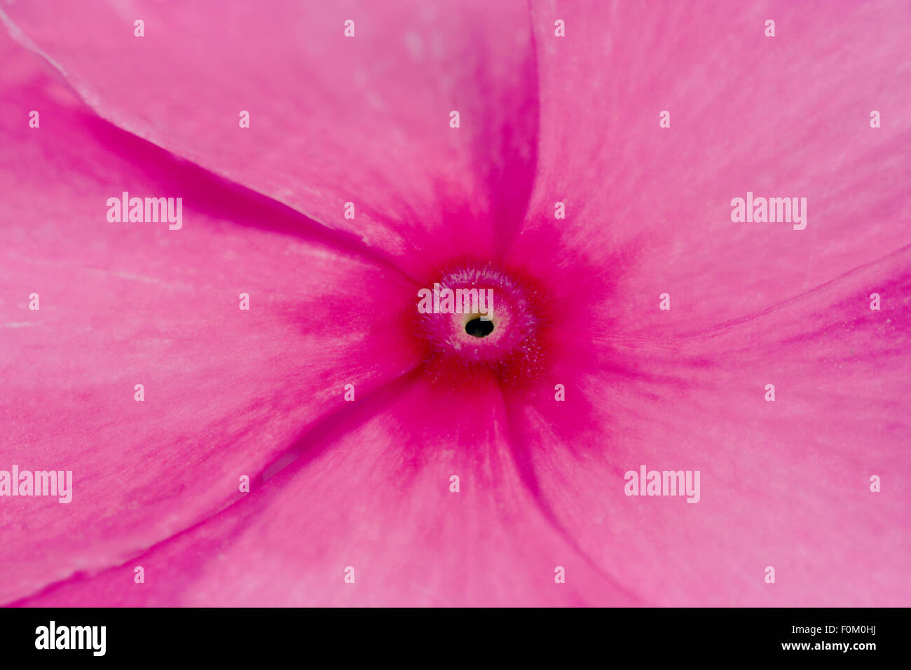 Makroaufnahme einer rosa kleine Blume Stockfoto