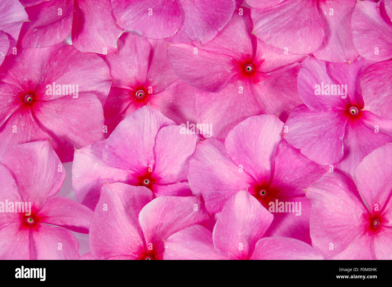 Makroaufnahme von ein paar kleinen schönen rosa Blumen Stockfoto