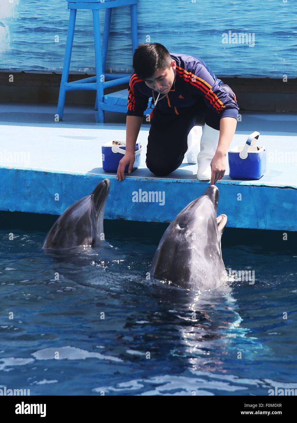 Qinhuangdao, Hebei, CHN. 17. April 2015. Qinhuangdao, CHINA - 17. April 2015: (Nur zur redaktionellen Verwendung. CHINA aus) Trainer ist die Delfine füttern. Viele Tierfreunde bewundern Dompteure Job, da sie jeden Tag mit ozeanischen Tieren leben können. "Wir arbeiten von 07:00 bis 17:00, bereiten ihr Essen und Medic Schulungen und tägliche Verhalten zu tun." Ersteres ist für ihren Körperstatus überprüfen und ggf. zu behandeln, ist Letzteres zu überprüfen, was sie zuvor gelernt haben. Diese Tiere können manchmal unkontrollierbar werden. '' Wir nicht ihnen als Ausbilder treffen.'' Und sie werden das Problem zu Anylize sammeln und Stockfoto