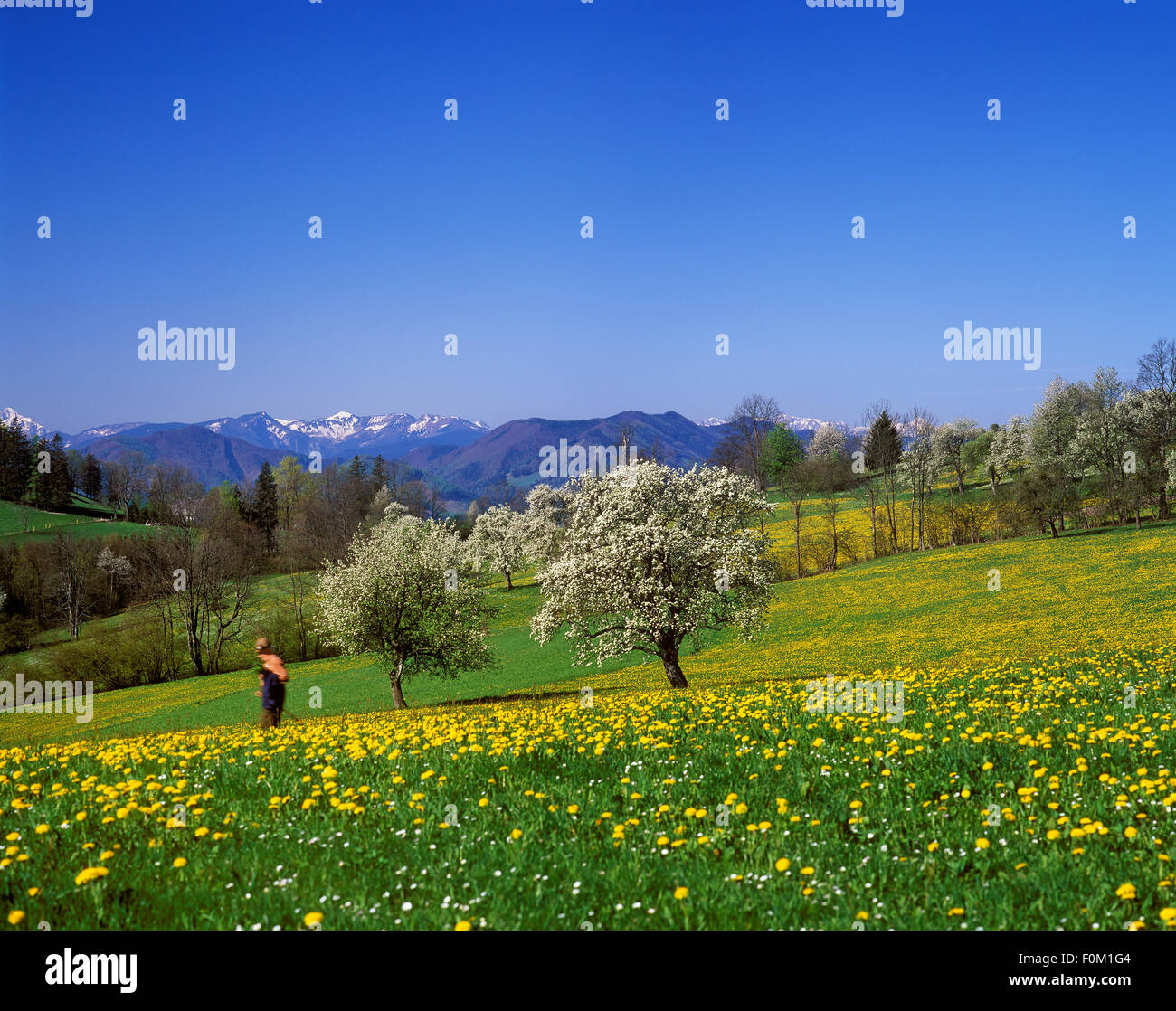 Blühende Birnenbäume mit Blick auf die österreichischen Voralpen, Leonhard bin Walde, Mostviertel, Niederösterreich, Österreich Stockfoto